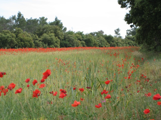 Poppy field, Provence