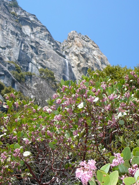 Manzanita blossoms Yosemite NP