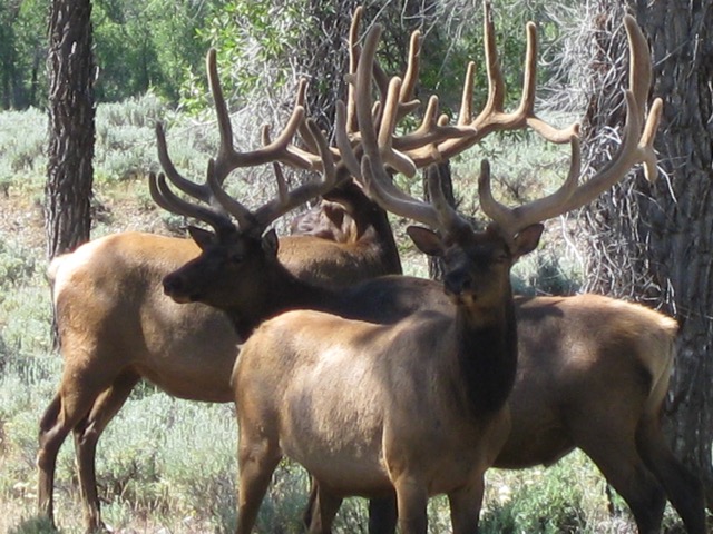 Bull elk, Jackson Hole, WY
