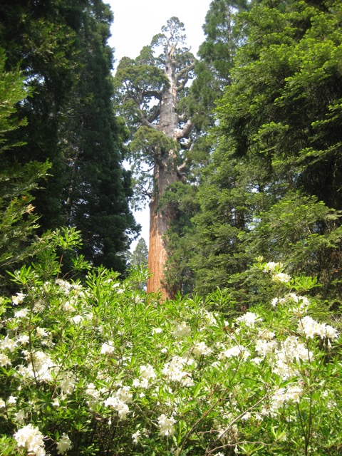 General Grant Sequoia Tree