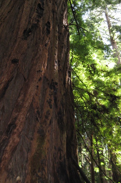 Redwood tree, CA