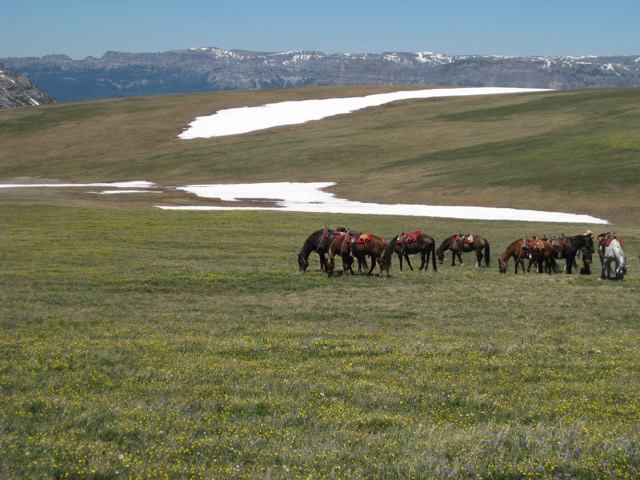 Horses grazing, Togwotee Pass, WY