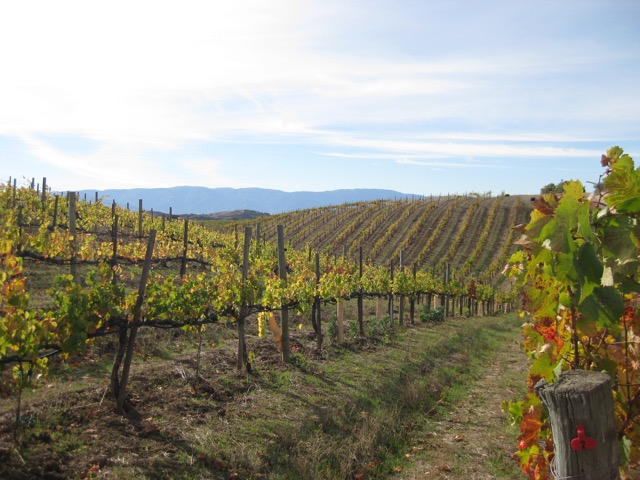 Fall vineyard scene, CA