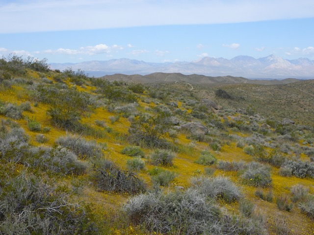 Wildflower Bloom Mojave Desert