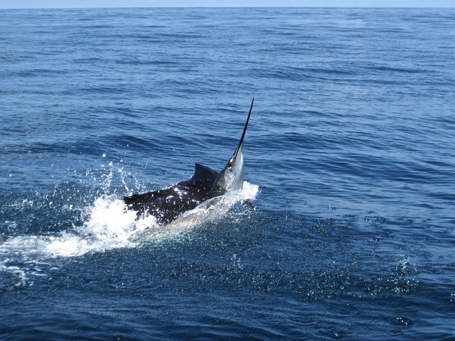 Sailfish about to leap, Costa Rica