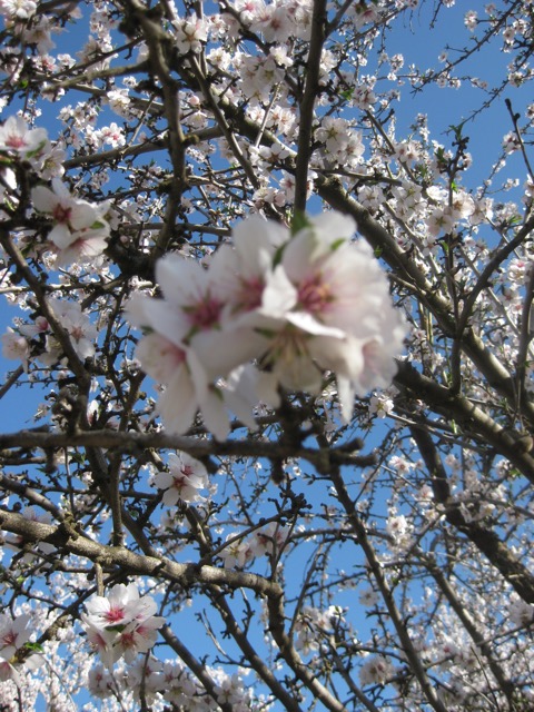 A Profusion of Almond Blossoms