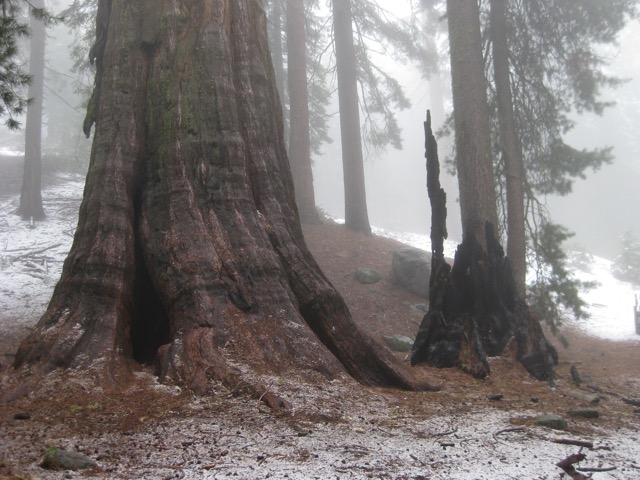 Snow Among Giant Sequoias