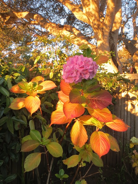 Hydrangea in Morning Sun