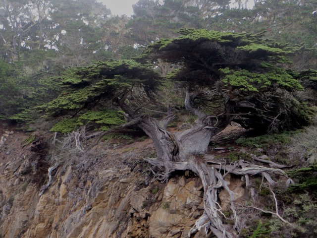 Ancient Cypress, Pt Lobos CA